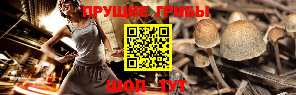 Краснокаменск  Псилоцибиновые грибы GOLDEN TEACHER  Вход с VPN 